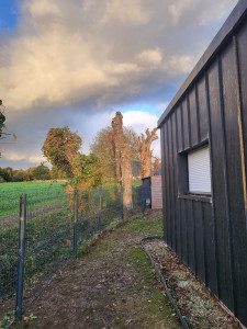 Photo de galerie - Élagage des  chênes  terminer.