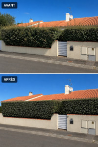 Photo de galerie - Taille d’une haie d’Eleagnus 