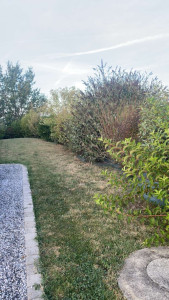 Photo de galerie - Tonte de pelouse. 