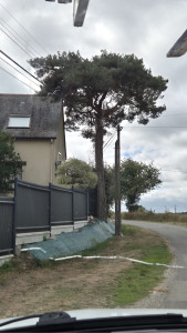 Photo de galerie - Elagage et coupe d'arbres