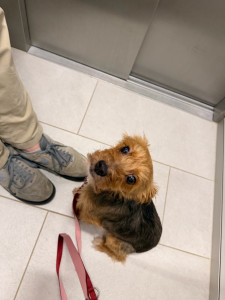 Photo de galerie - Garde animaux