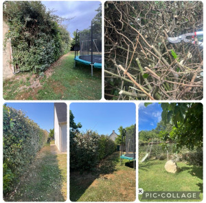 Photo de galerie - Elagage et coupe d'arbres