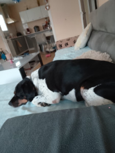 Photo de galerie - Garde chien