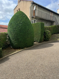 Photo de galerie - Elagage et coupe d'arbres