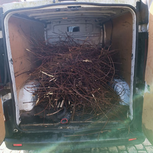 Photo de galerie - Elagage et coupe d'arbres