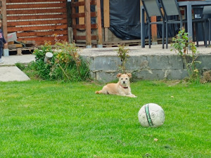Photo de galerie - Petit chien que j' ai déjà gardé plusieurs fois maintenant.
Il s'appelle Charly