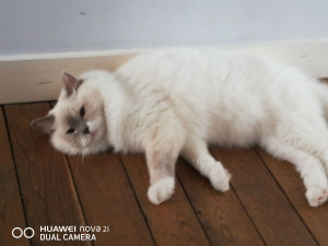Photo de galerie - Garder votre petit chat pendant votre absence et le chouchouter le nourrir et changer sa litière. 