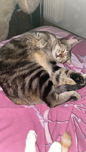 Photo de galerie - Voici mon deuxième chat, qui se nomme Tigrou. Il est mignon, gentil et craintif, donc généralement quand il y a un autre animal chez moi il part derrière mon lit ;)
Au bout d'un moment ça va mieux. Il n'attaque pas car il va plus être dans l'évitement :)
