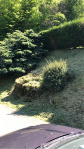 Photo de galerie - Tonte de pelouse - Débroussaillage