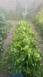 Photo de galerie - Création de potager