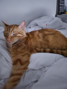 Photo de galerie - Garde animaux