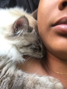 Photo de galerie - Véritable cat lovers, je prends soin de vos chatons si besoin!