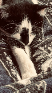 Photo de galerie - Garde chat
