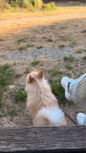 Photo de galerie - Balade chien h