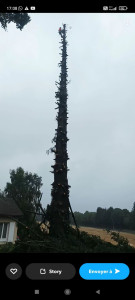 Photo de galerie - Elagage et coupe d'arbres