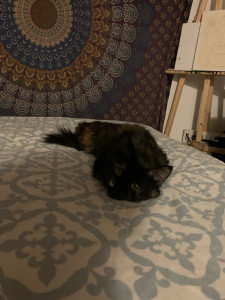 Photo de galerie - Garde chat à mon domicile 