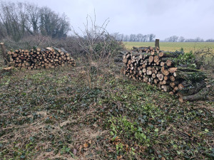 Photo de galerie - Coupe d'arbre pour un client 