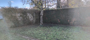 Photo de galerie - Taille de haies 