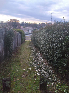 Photo de galerie - Taille de haies et d'arbustes