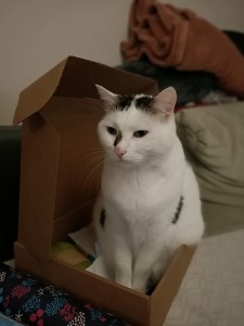 Photo de galerie - Garde chat