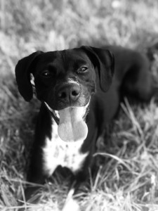 Photo de galerie - Amoureuse des animaux, voici ma chienne 