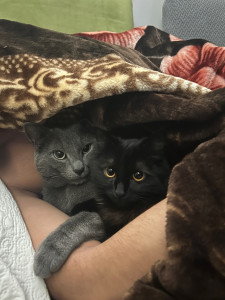 Photo de galerie - Garde chat