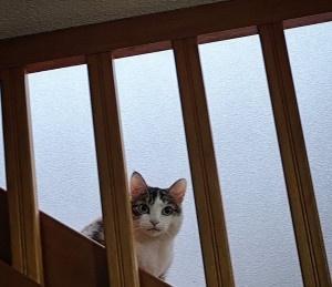 Photo de galerie - Garde chat