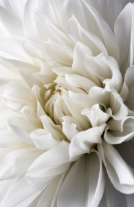 Photo de galerie - Une fleur blanche 
