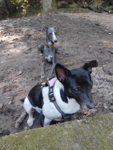 Photo de galerie - Tina et Anatole notre chien ? avec qui elle a  profité de balades quotidiennes .