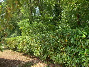 Photo de galerie - Taillage de haie