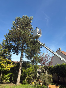 Photo de galerie - Elagage et coupe d'arbres