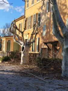 Photo de galerie - élagage platanes après 