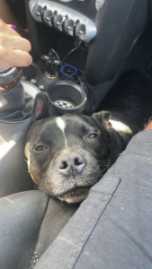 Photo de galerie - Garde chien