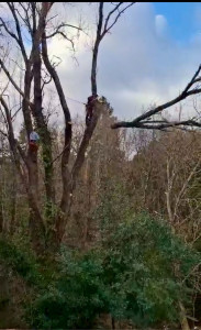 Photo de galerie - Démontage peuplier