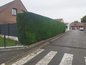 Photo de galerie - Taille de haie