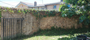 Photo de galerie - Haie vigne + lierre après intervention : rabattage 