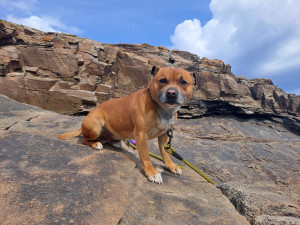 Photo de galerie - Rocky 6 ans staffie est mon chien 