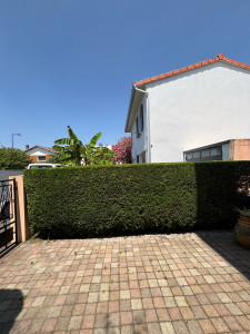 Photo de galerie - Taille d’une haie