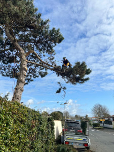 Photo de galerie - Démontage branche cassé 