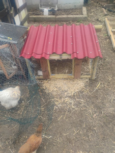 Photo de galerie - Petite fabrication d'une maison pour des poussins 