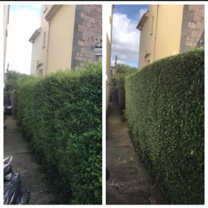 Photo de galerie - Taille de haies 