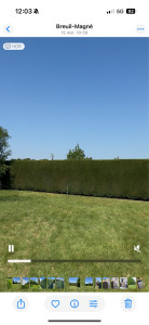 Photo de galerie - Taille de haie et d’arbuste