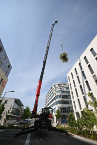 Photo de galerie - Chantier à Angers avec pour nous la prestation de levage de la fourniture des arbres et matériaux pour l amménagements d'un toit terrasse réalisée par Bc conception bois notre fidèle collaborateur