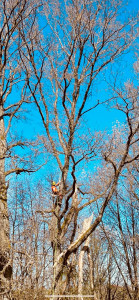 Photo de galerie - Taille sanitaire + rehaussement de branches 