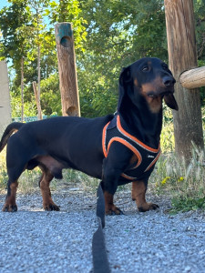 Photo de galerie - Garde chien