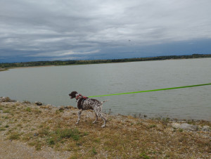 Photo de galerie - Garde chien