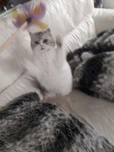 Photo de galerie - Garde animaux