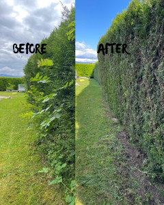 Photo de galerie - Tonte de pelouse - Débroussaillage