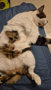 Photo de galerie - Garde chat