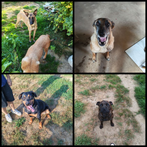 Photo de galerie - Garde de only, ela( malinoises) , uria( beauceronne) et shaïna ( staffie) a leurs domiciles 